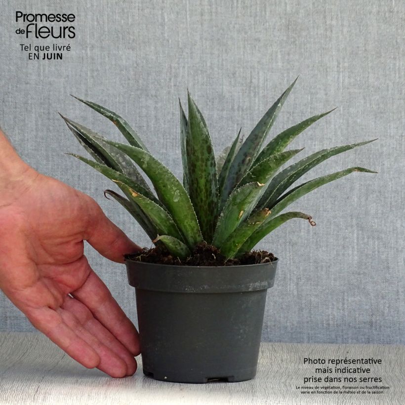 Spécimen de Mangave Mangavé Pineapple Express Pot de 1L/1,5L tel que livré en été