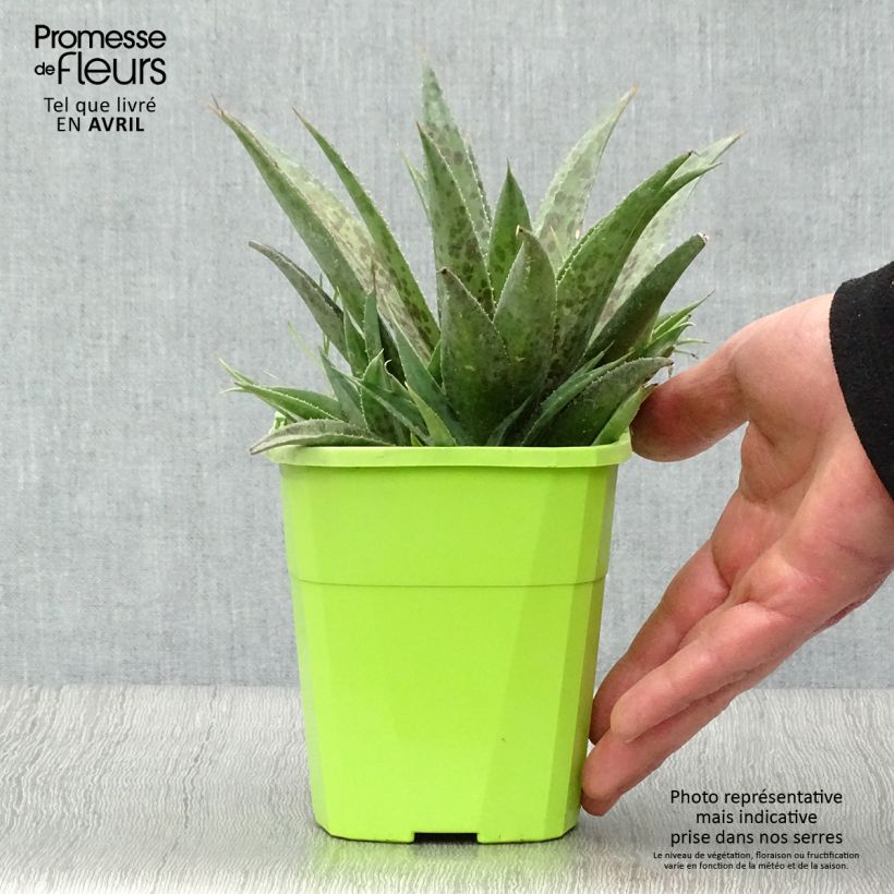 Spécimen de Mangave Mangavé Pineapple Express en pot de 1L/1,5L tel que livré au printemps