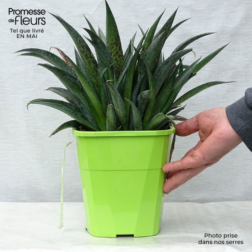 Spécimen de Mangave Mangavé Pineapple Express en pot de 4L/5L tel que livré au printemps