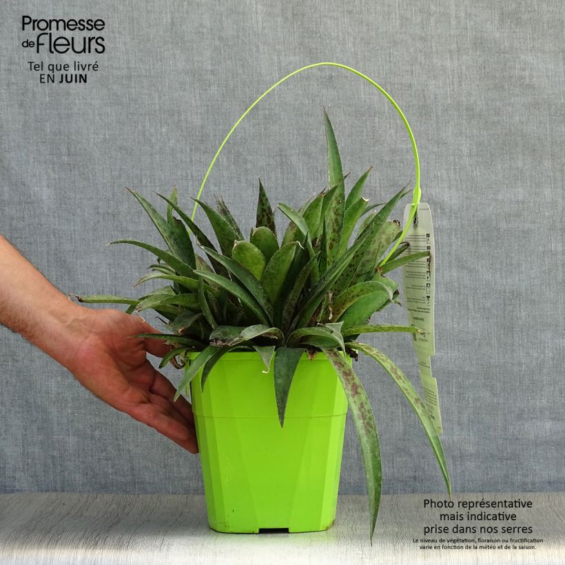 Spécimen de Mangave Mangavé Pineapple Express Pot de 4L/5L tel que livré en été