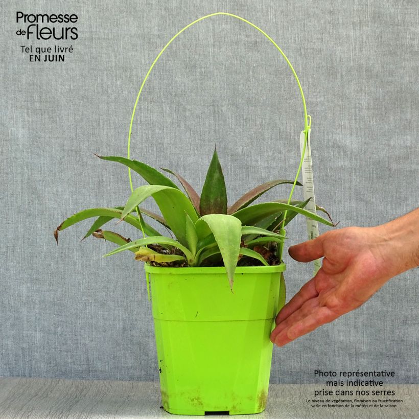 Spécimen de Mangave Mangavé Redwing Pot de 3L/4L tel que livré en été