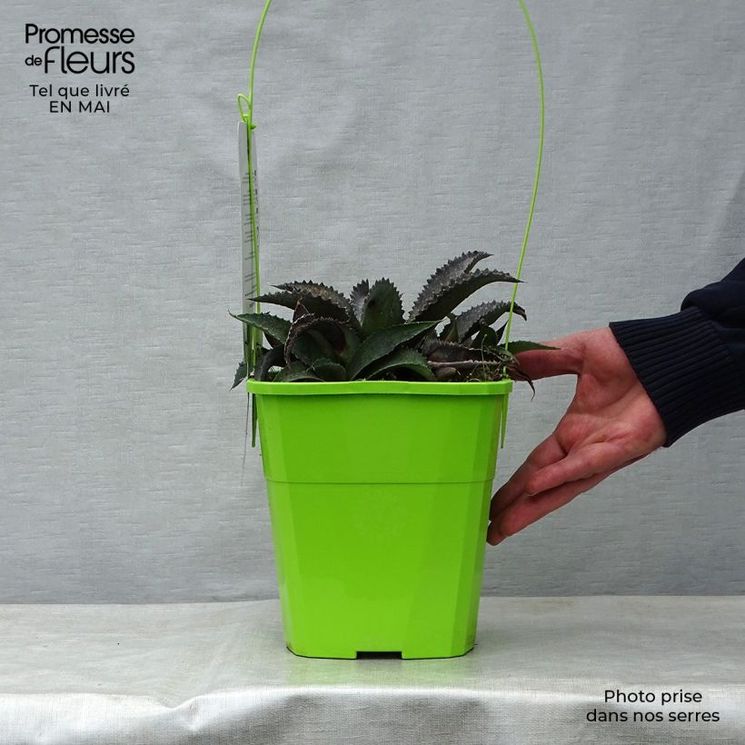 Spécimen de Mangave Mangavé Silver Fox en pot de 3L/4L tel que livré au printemps