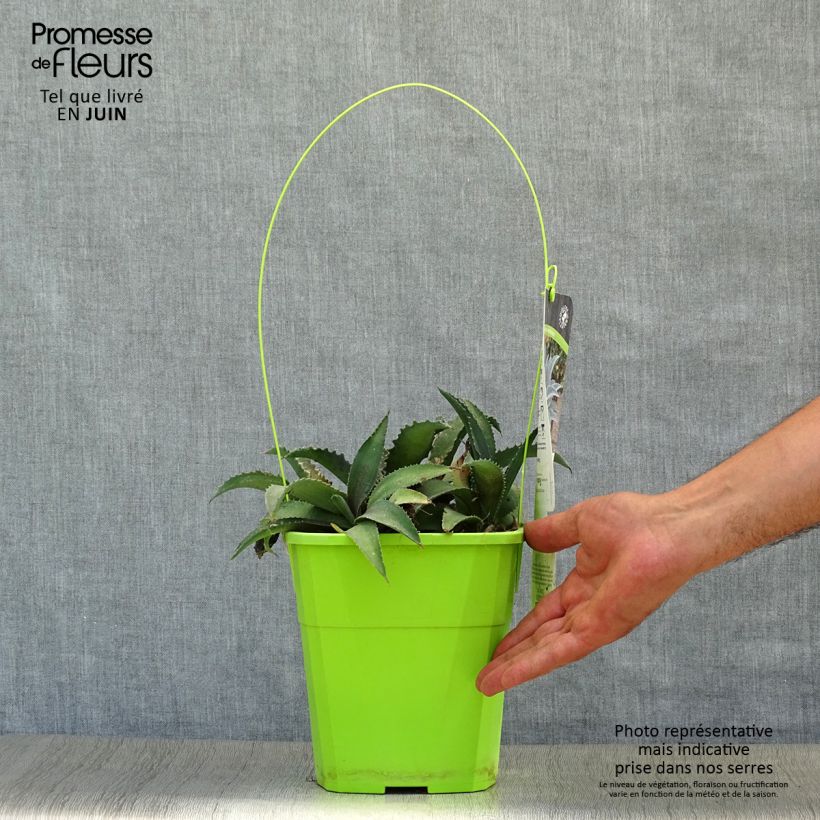 Spécimen de Mangave Mangavé Silver Fox Pot de 3L/4L tel que livré en été