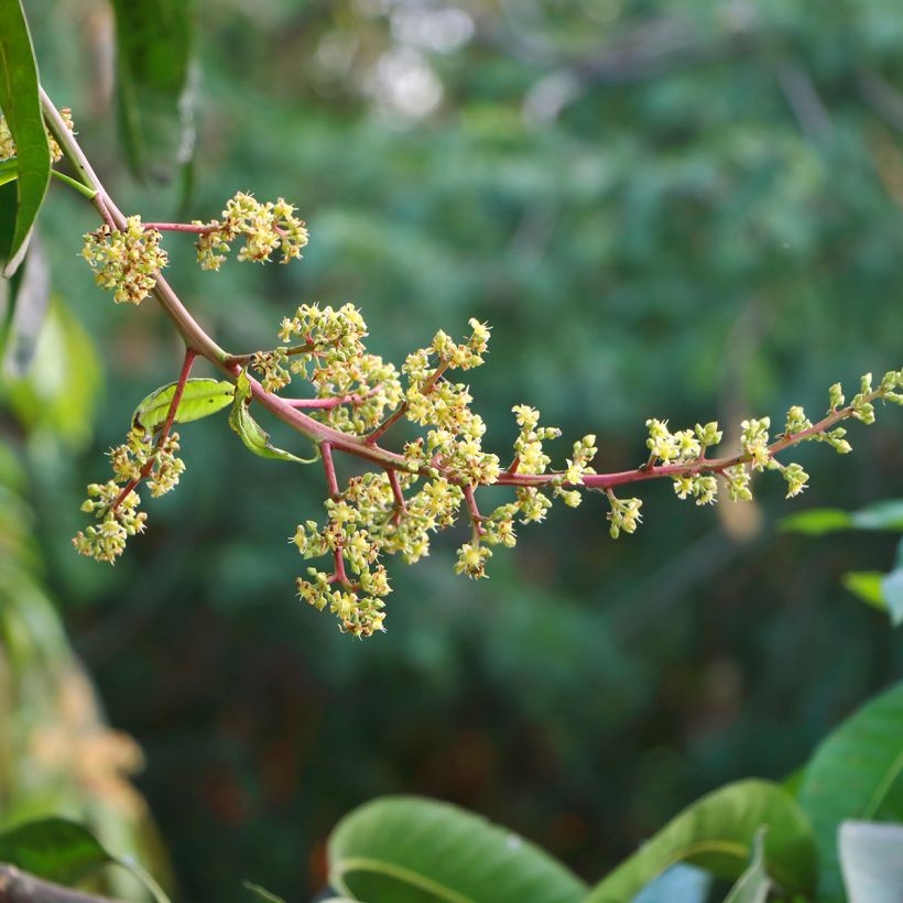 Mangifera indica - Manguier (Floraison)