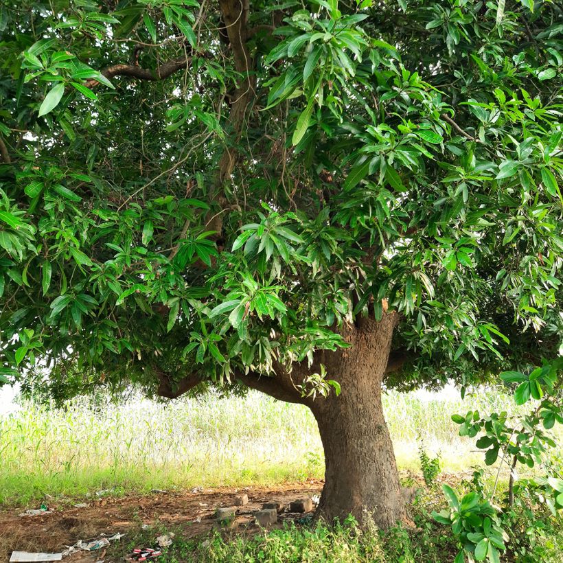 Mangifera indica - Manguier (Port)