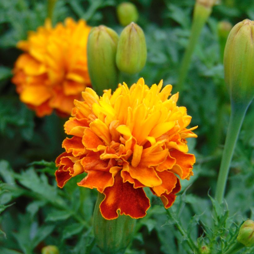 Graines d'Oeillet d’Inde Mowgli Bicolour - Tagetes patula (Floraison)