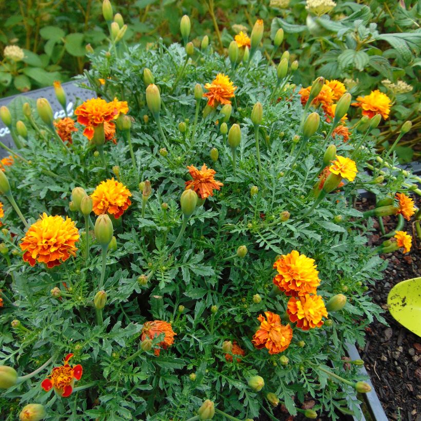 Graines d'Oeillet d’Inde Mowgli Bicolour - Tagetes patula (Port)