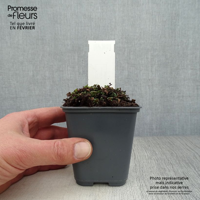 Spécimen de Marjolaine pizza - Origanum majorana tel que livré en hiver