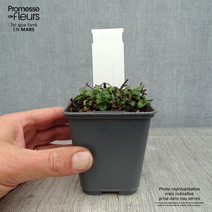 Spécimen de Marjolaine pizza - Origanum majorana Godet de 9cm tel que livré au printemps