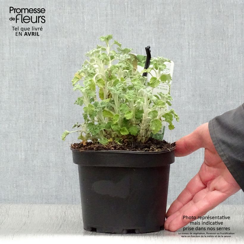 Spécimen de Marrubium vulgare - Marrube blanc, marrube commun Pot de 1,5L/2L tel que livré au printemps