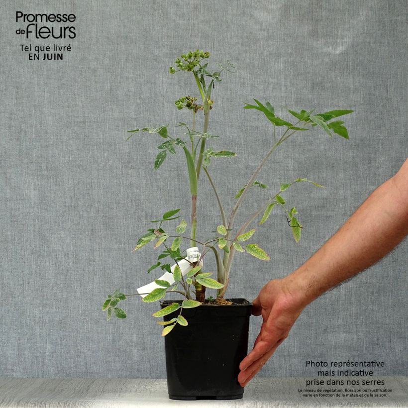 Spécimen de Mathiasella bupleuroides Green Dream Pot de 3L/4L tel que livré en été