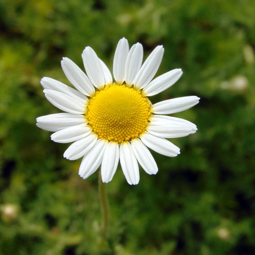 Matricaire romaine (Anthemis nobilis) - Camomille anglaise (Floraison)