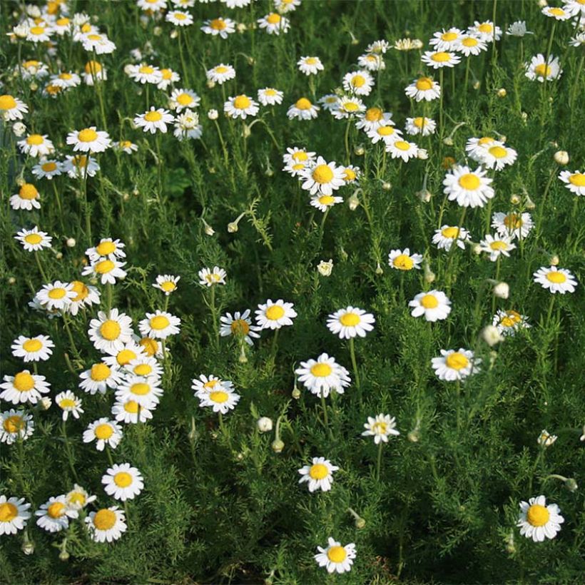 Matricaire romaine (Anthemis nobilis) - Camomille anglaise (Port)