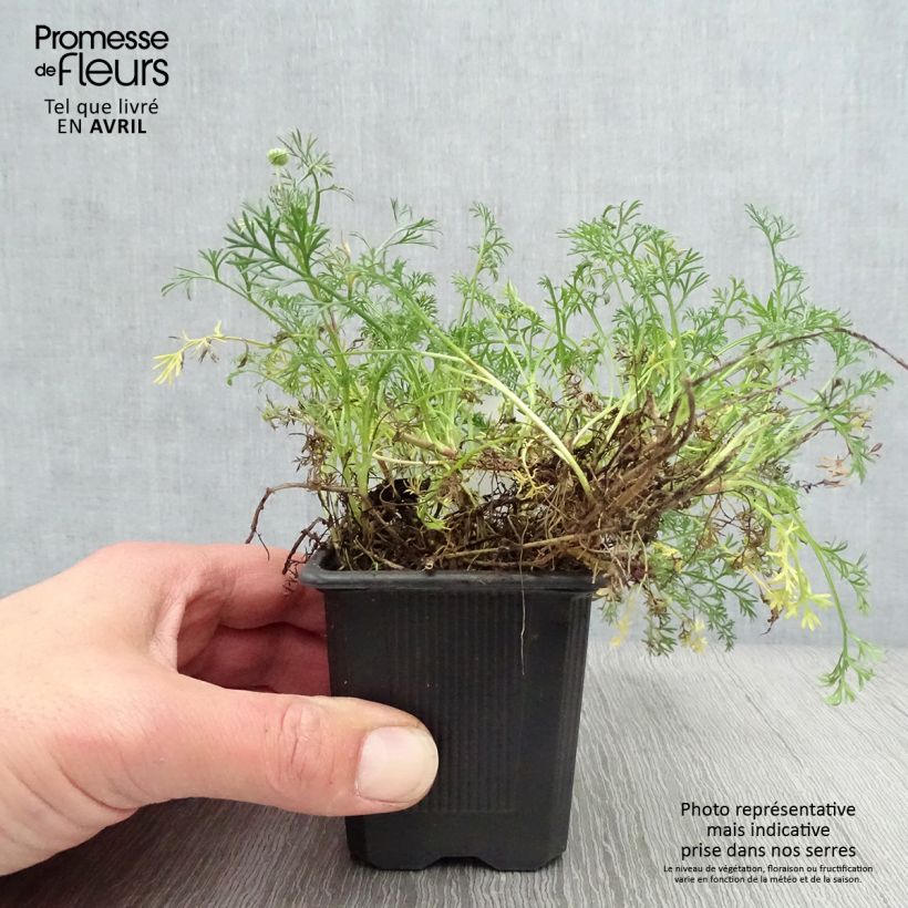 Spécimen de Matricaria tchihatchewii - Pyrèthre gazonnant Godet de 8/9 cm tel que livré au printemps