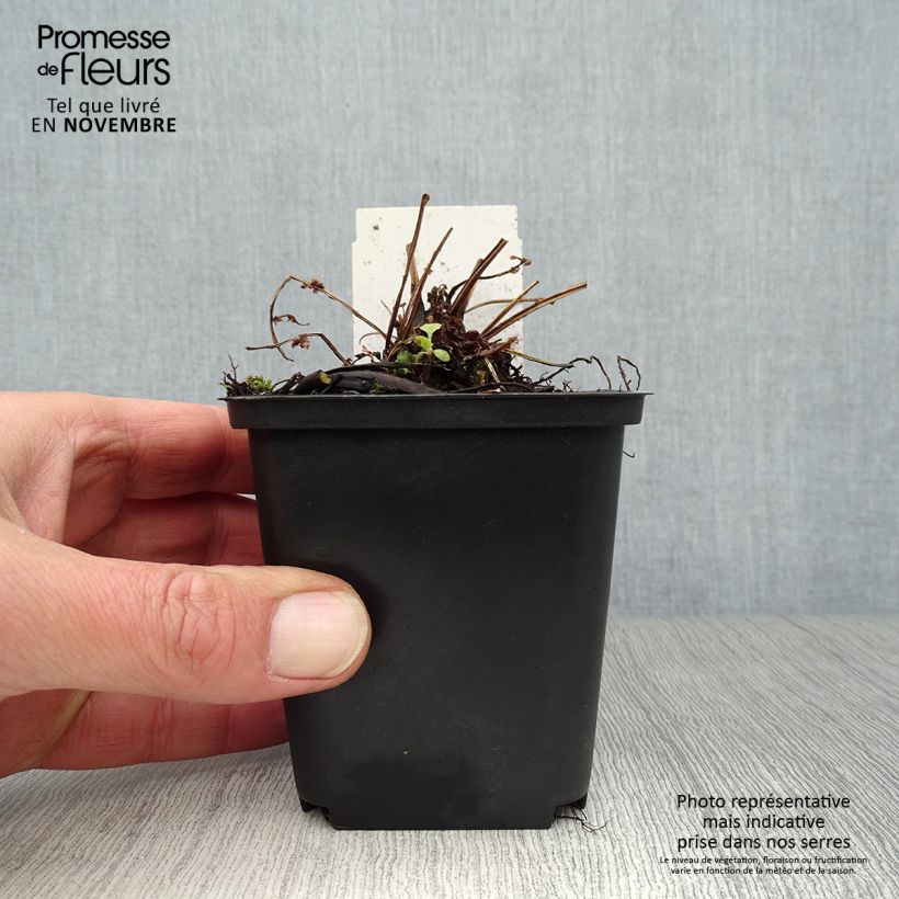 Spécimen de Matteuccia pensylvanica -  Fougère allemande Godet de 8/9 cm tel que livré en automne