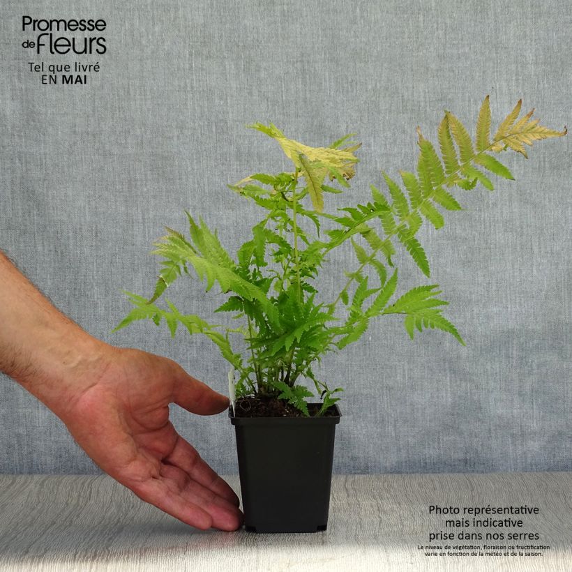 Spécimen de Matteuccia pensylvanica -  Fougère allemande Godet de 9cm tel que livré au printemps