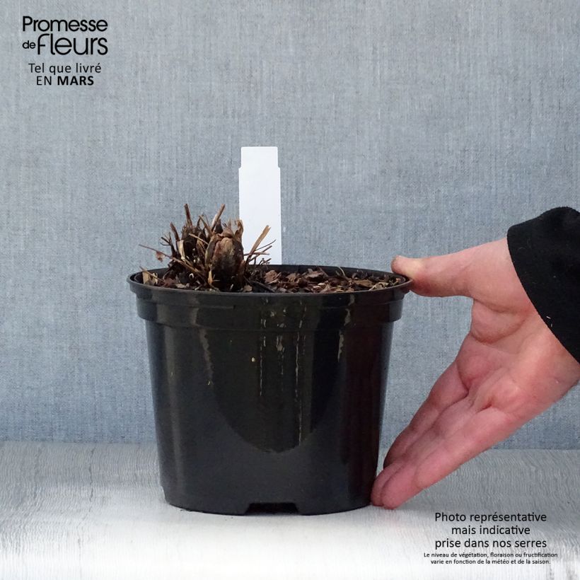 Spécimen de Matteuccia struthiopteris - Fougère d'Allemagne en pot de 2/3 litres tel que livré au printemps