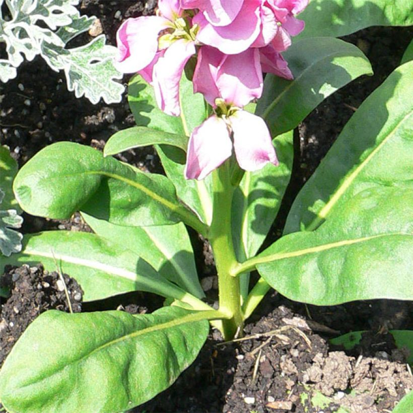 Giroflée quarantaine - Matthiola incana (Feuillage)