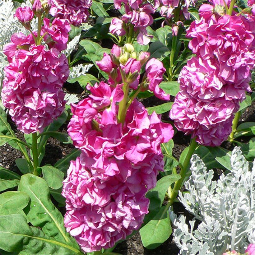 Giroflée quarantaine - Matthiola incana (Floraison)