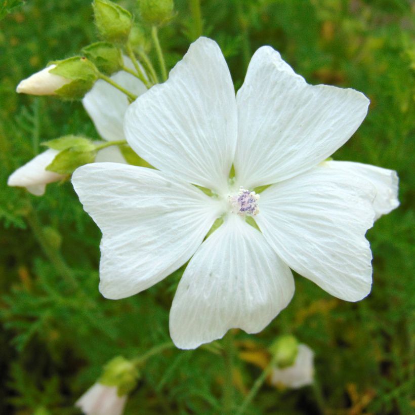 Mauve blanche - Malva moschata Alba (Floraison)