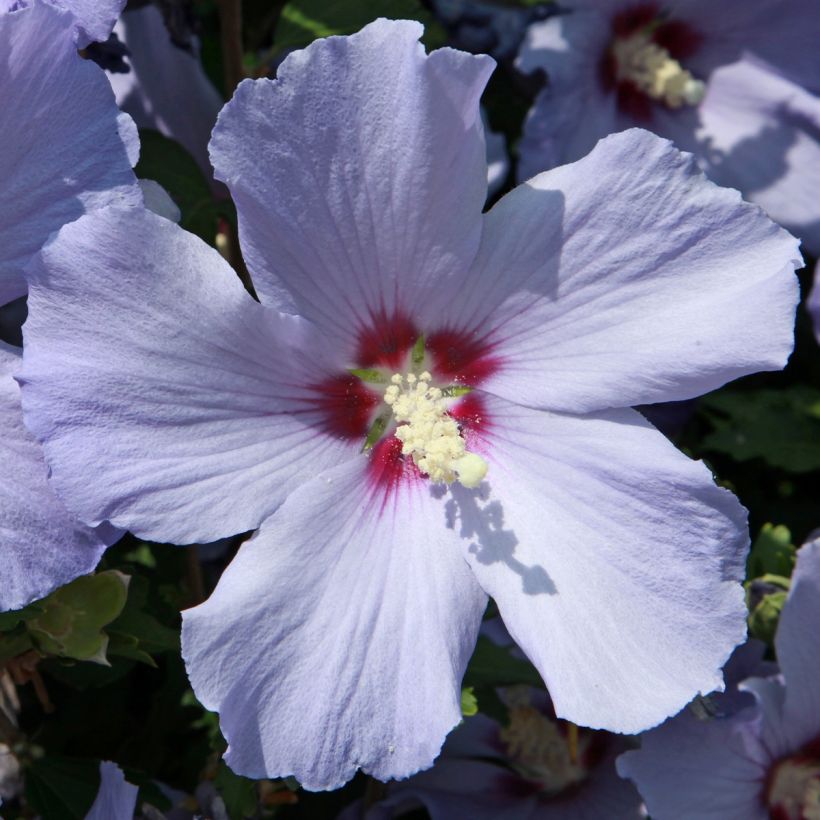 Hibiscus syriacus Azurii - Althéa (Floraison)