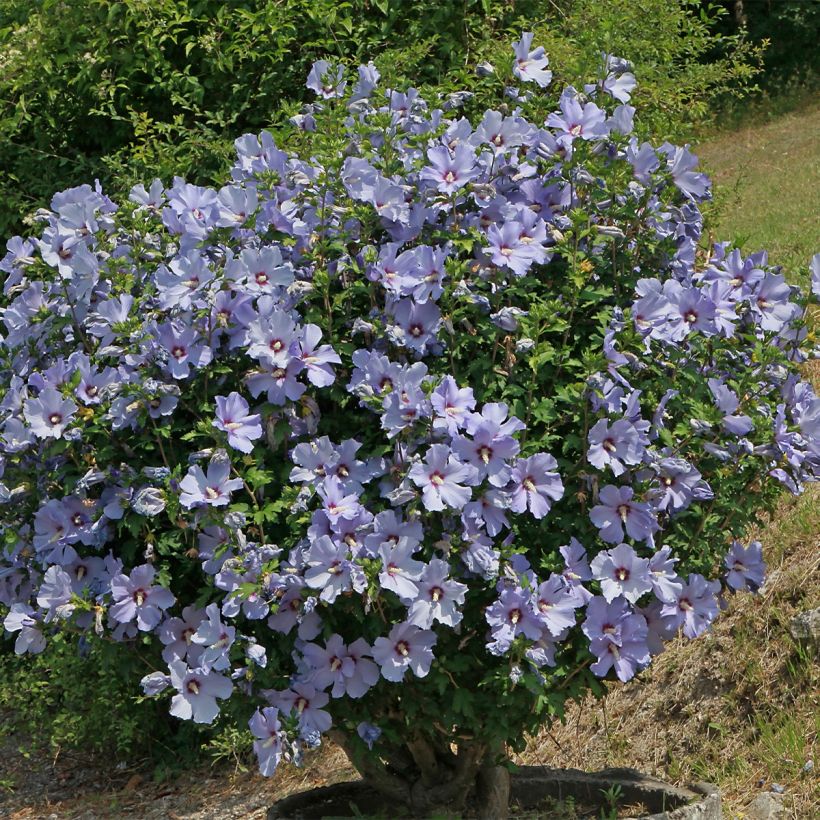 Hibiscus syriacus Azurii - Althéa (Port)