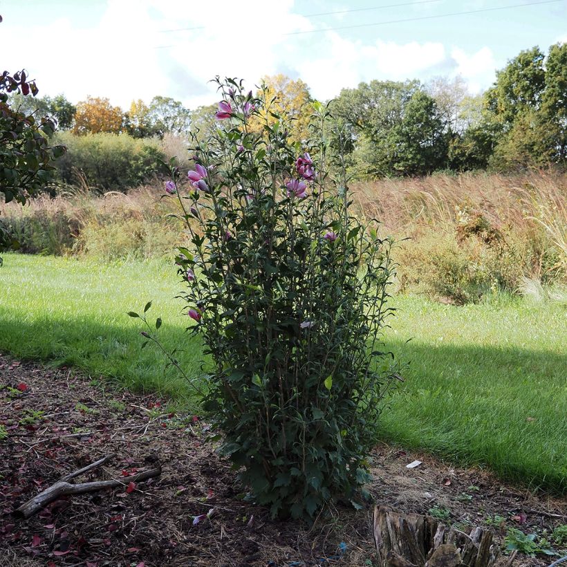 Hibiscus syriacus Purple Pillar - Althéa (Port)