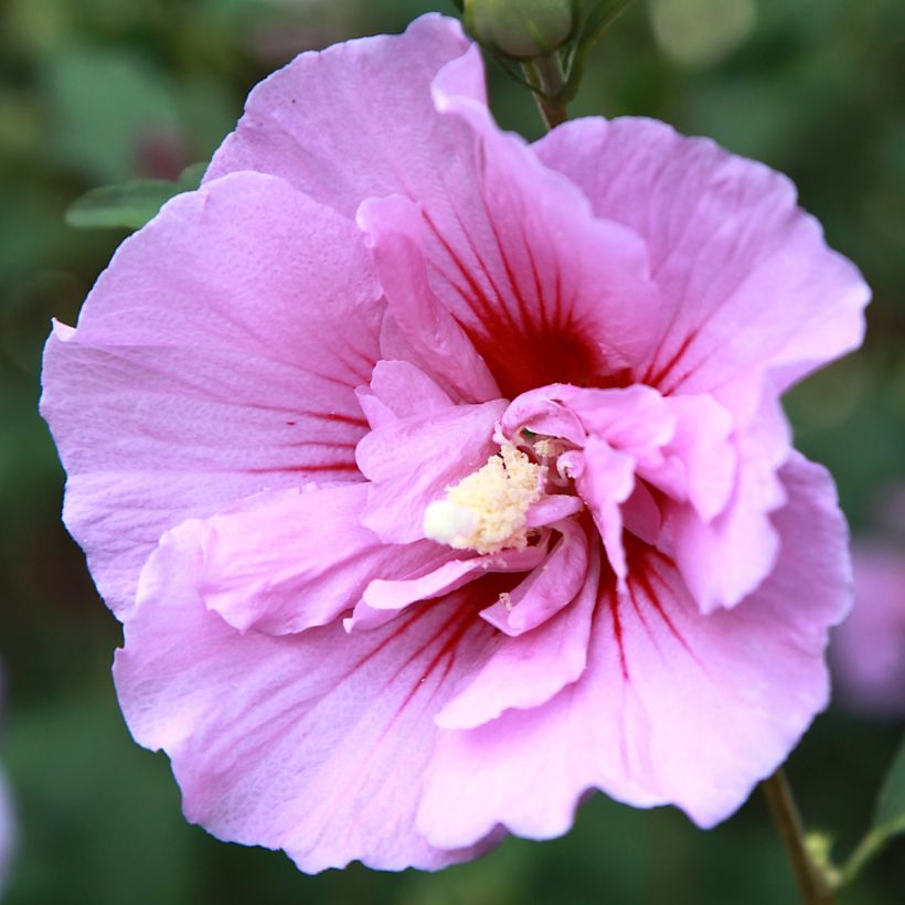 Hibiscus syriacus Purple Pillar - Althéa (Floraison)