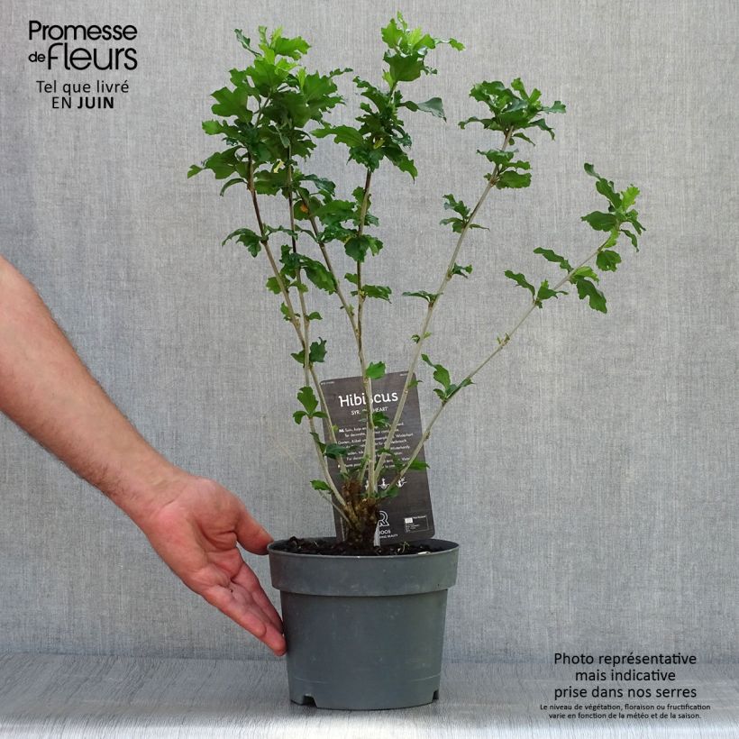 Spécimen de Hibiscus syriacus Red Heart - Mauve en arbre Pot de 3L/4L tel que livré en été
