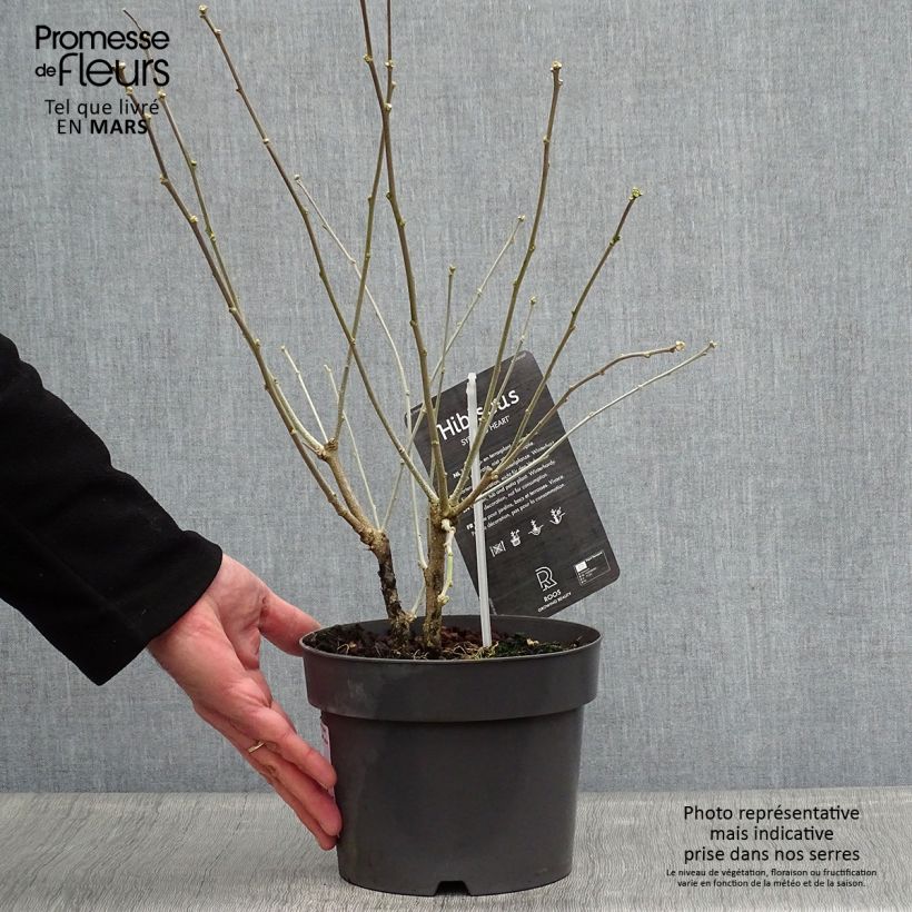 Spécimen de Hibiscus syriacus Red Heart - Mauve en arbre Pot de 3L/4LHauteur livrée env. 40/50cm tel que livré au printemps