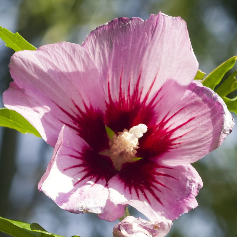 Hibiscus syriacus Rosso - Althéa (Floraison)