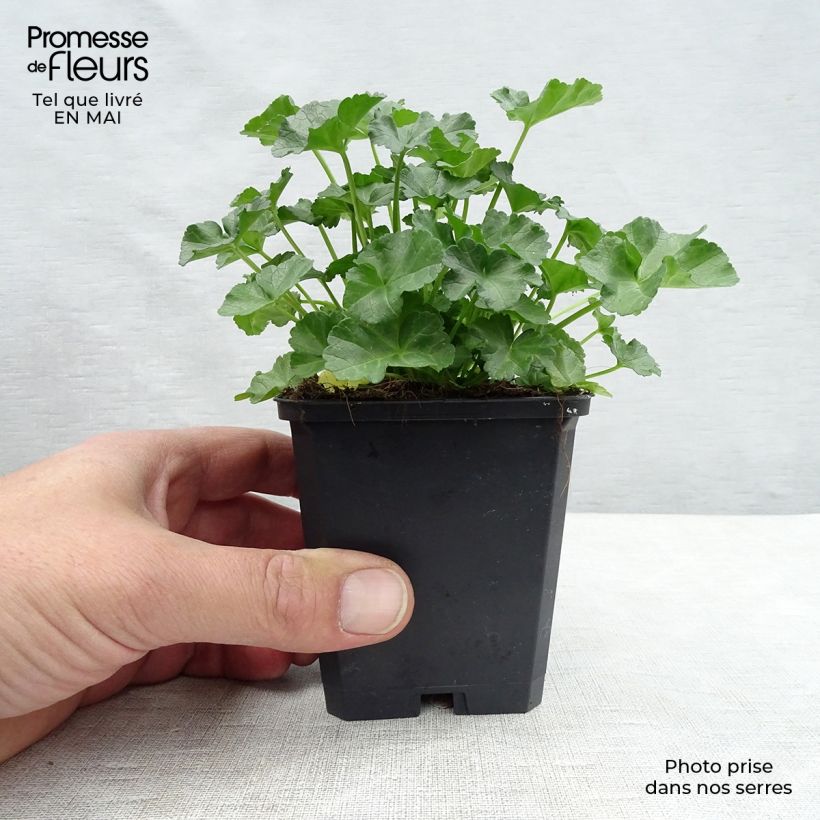 Spécimen de Mauve musquée - Malva moschata Rosea Godet de 9cm tel que livré au printemps