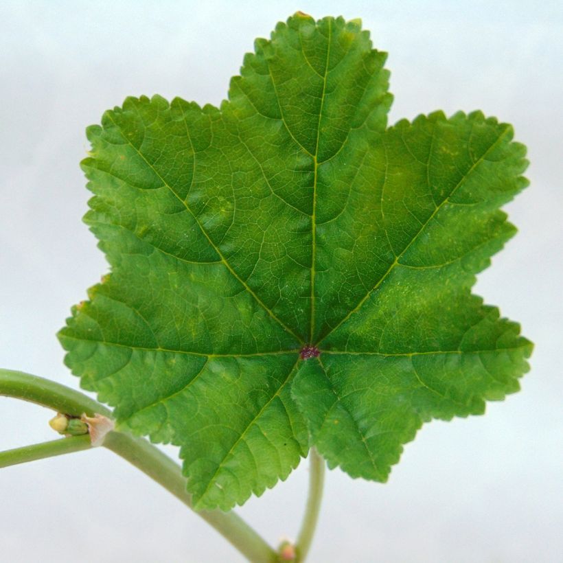 Mauve sylvestre - Malva sylvestris (Feuillage)