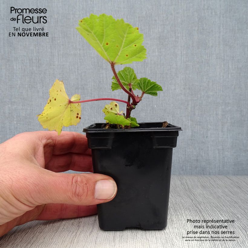 Spécimen de Mauve sylvestre - Malva sylvestris Godet de 7/8 cm tel que livré en automne