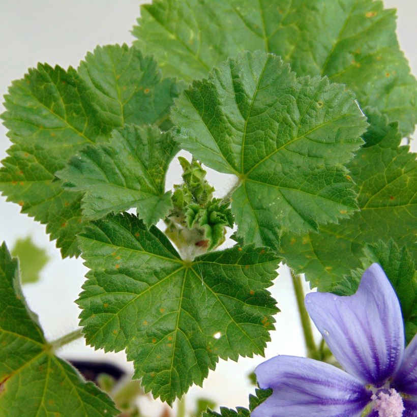 Mauve sylvestre - Malva sylvestris Primley Blue (Feuillage)