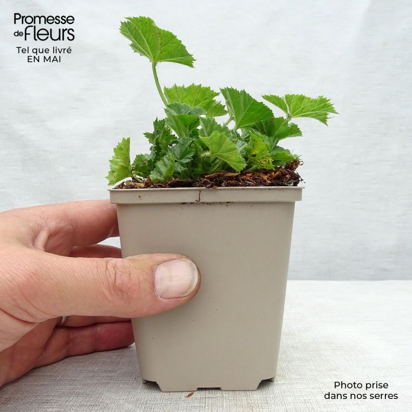 Spécimen de Mauve sylvestre - Malva sylvestris Primley Blue Godet de 9cm tel que livré au printemps