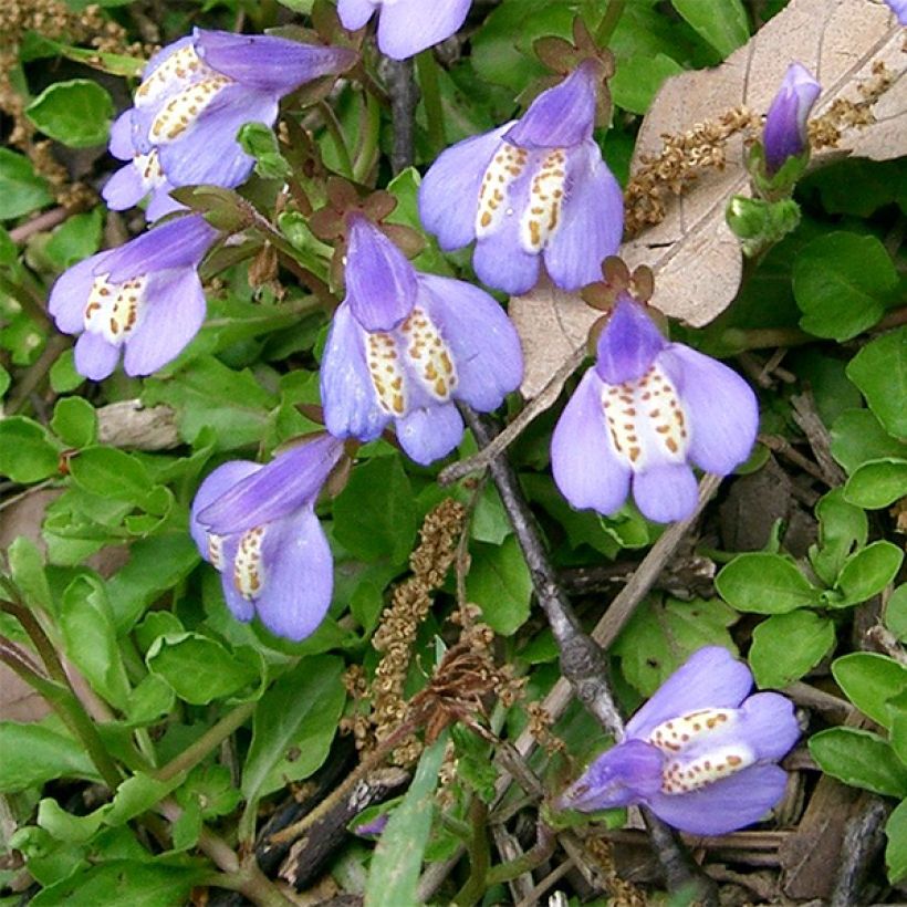 Mazus miquelii (Floraison)