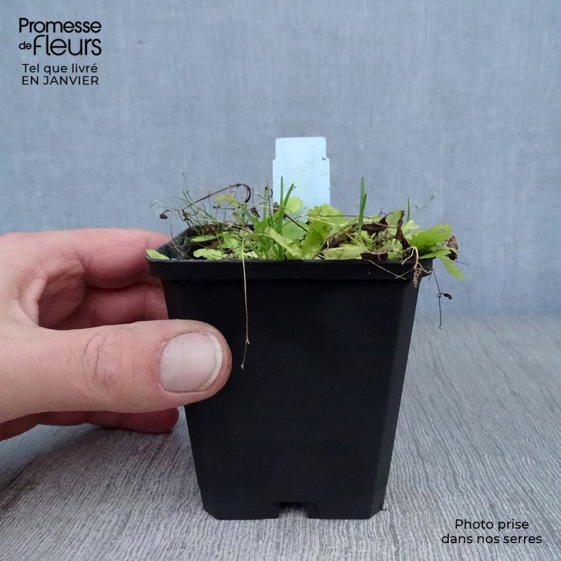 Spécimen de Mazus miquelii Godet de 9cm tel que livré en hiver