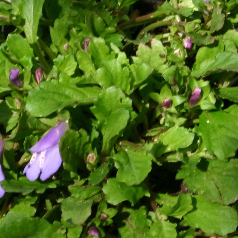 Mazus reptans (Feuillage)