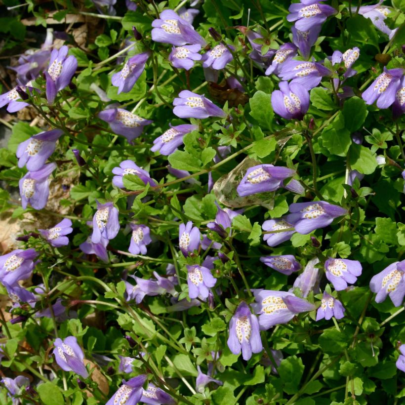 Mazus reptans (Floraison)