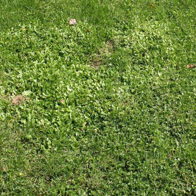 Mazus reptans (Port)