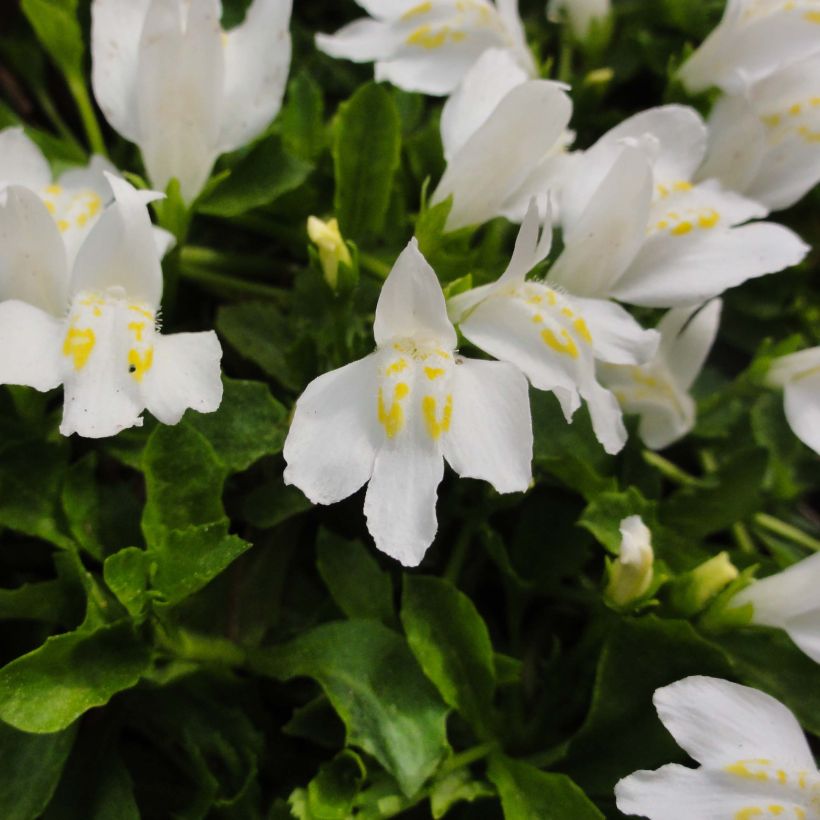 Mazus reptans Albus - Mazus rampant (Floraison)