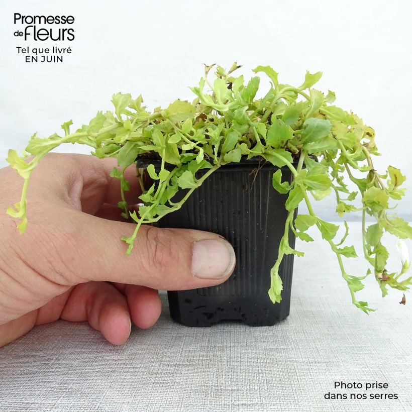 Spécimen de Mazus reptans Albus - Mazus rampant Godet de 8/9 cm tel que livré en été