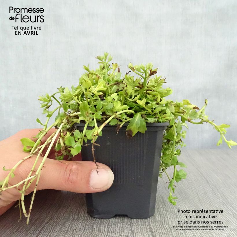 Spécimen de Mazus reptans Albus - Mazus rampant Godet de 8 cm tel que livré au printemps