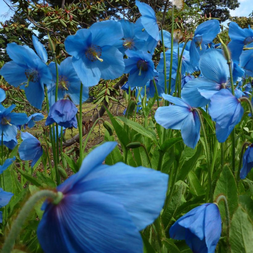 Pavot bleu de l Himalaya - Meconopsis betonicifolia (Floraison)