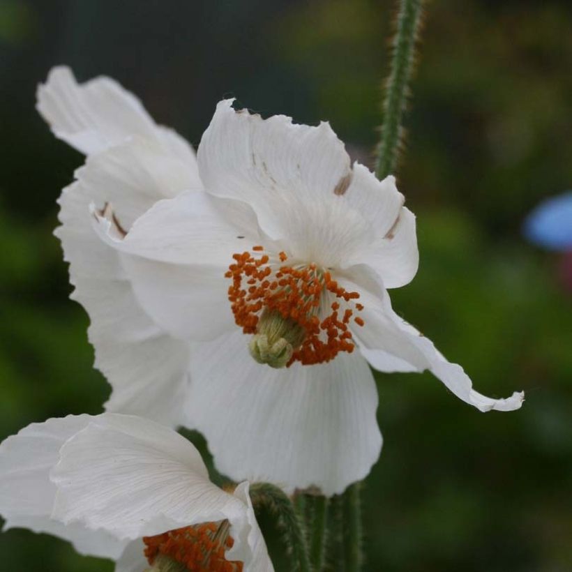 Pavot bleu de l'Himalaya - Meconopsis betonicifolia Alba (Floraison)