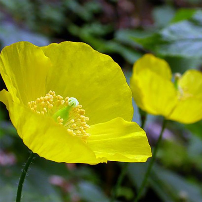 Pavot du Pays de Galles - Meconopsis cambrica (Floraison)