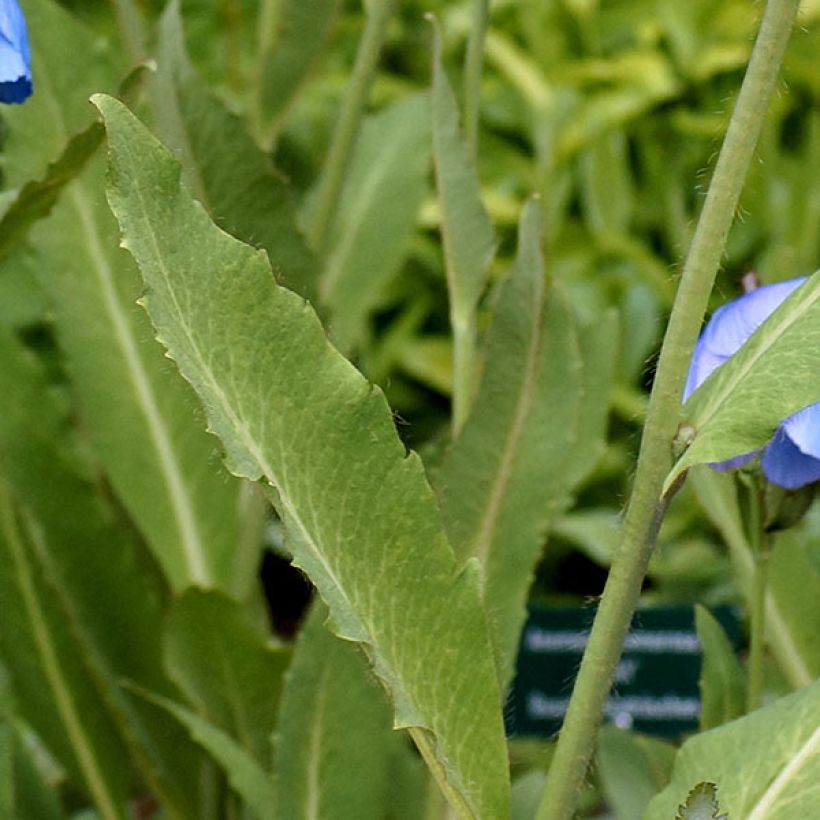 Pavot, Meconopsis grandis (Feuillage)