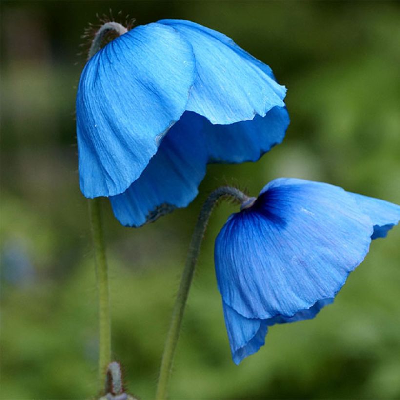 Pavot, Meconopsis grandis (Floraison)