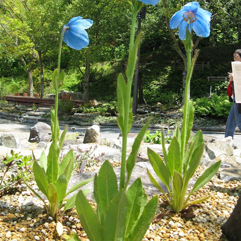 Pavot, Meconopsis grandis (Port)